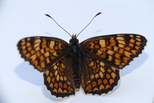 Réf. 181 775 : Melitaea phoebe